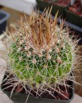 Stenocactus Ochoterenanus