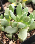 Stomatium