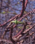 Tacinga Funalis