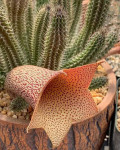 Tavaresia