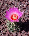 Thelocactus Bicolor