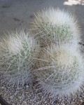 Thelocactus Macdowellii