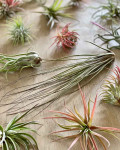 Tillandsia