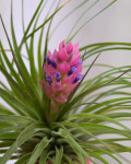 Tillandsia cyanea