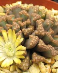 Titanopsis Hugo-schlechteri