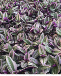 Tradescantia 'Nanouk'