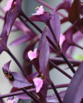 Tradescantia pallida