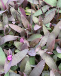 Tradescantia pallida 'Purpurea'