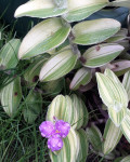 Tradescantia sillamontana variegata