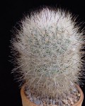 Turbinicarpus Beguinii