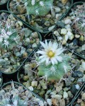 Turbinicarpus Gielsdorfianus