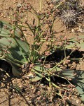 Welwitschia