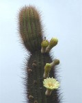 XPacherocactus