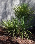 Yucca Aloifolia