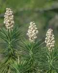 Yucca aloifolia