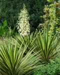 Yucca aloifolia 'Variegata'