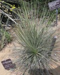 Yucca Angustissima