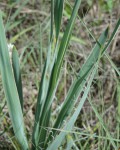 Yucca Arkansana