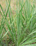 Yucca arkansana