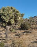 Yucca Brevifolia