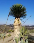 Yucca carnerosana