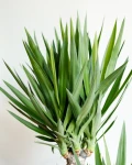 Yucca elephantipes