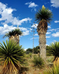 Yucca faxoniana