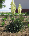 Yucca flaccida