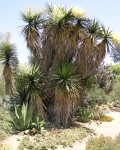Yucca grandiflora