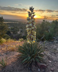 Yucca harrimaniae