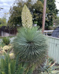 Yucca linearifolia