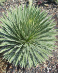 Yucca nana