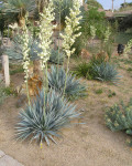 Yucca pallida