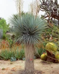 Yucca rigida
