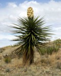 Yucca torreyi