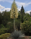 Yucca whipplei
