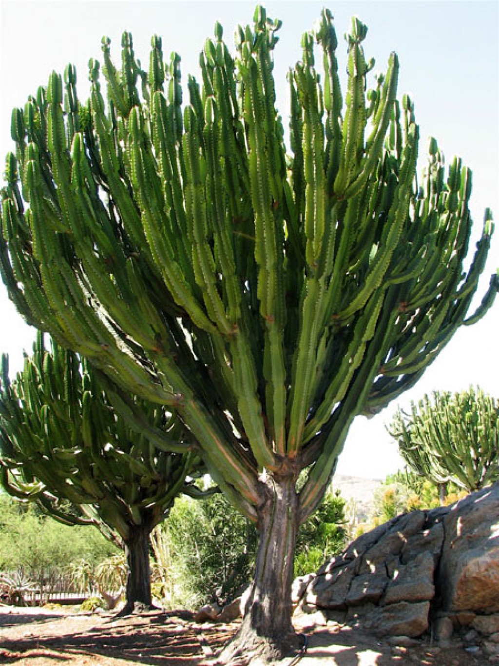 Euphorbia Ingens insukuland