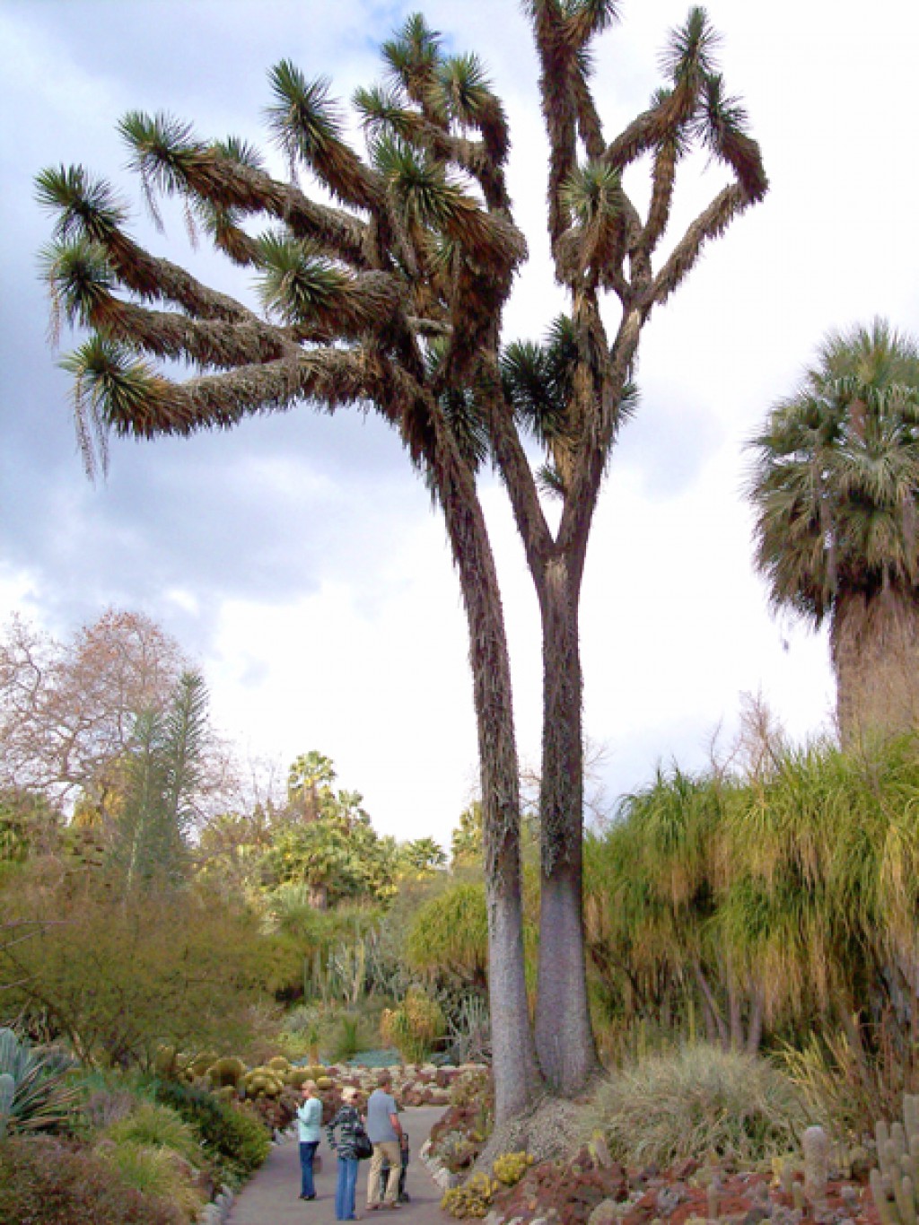 Yucca Filifera insukuland