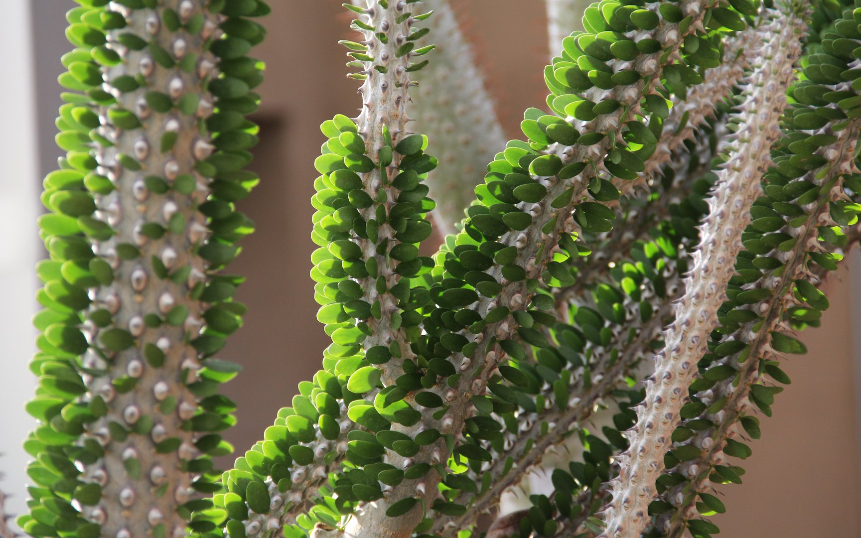 Alluaudia Bakımı Nasıl Olmalı?