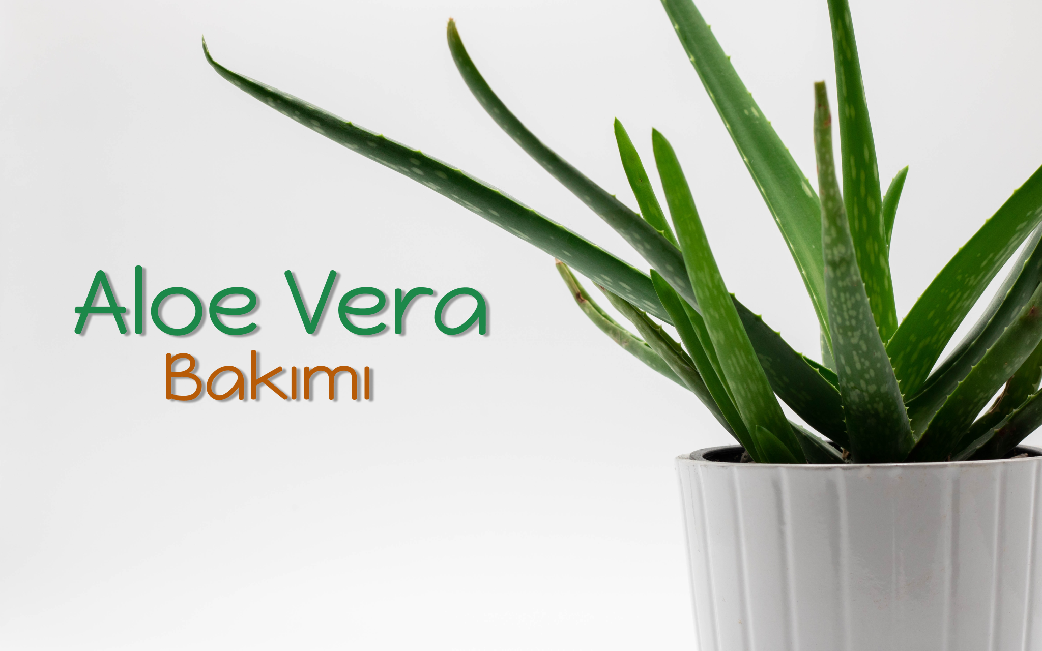 Aloe Vera Bakımı