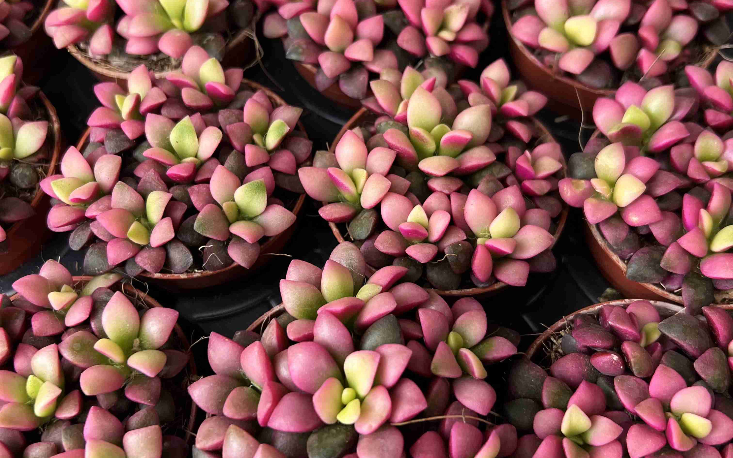 Anacampseros rufescens Bakımı Nasıl Olmalı?