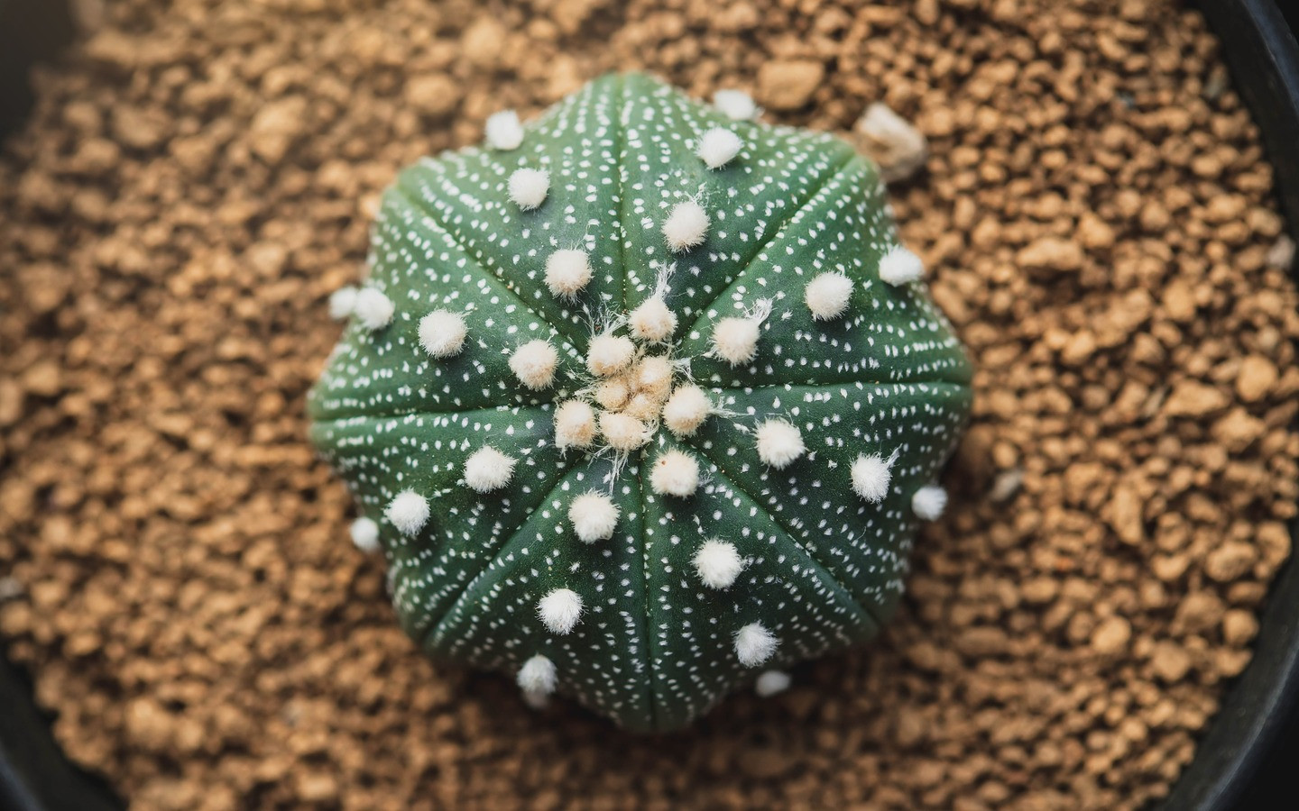 Astrophytum Asterias Bakımı