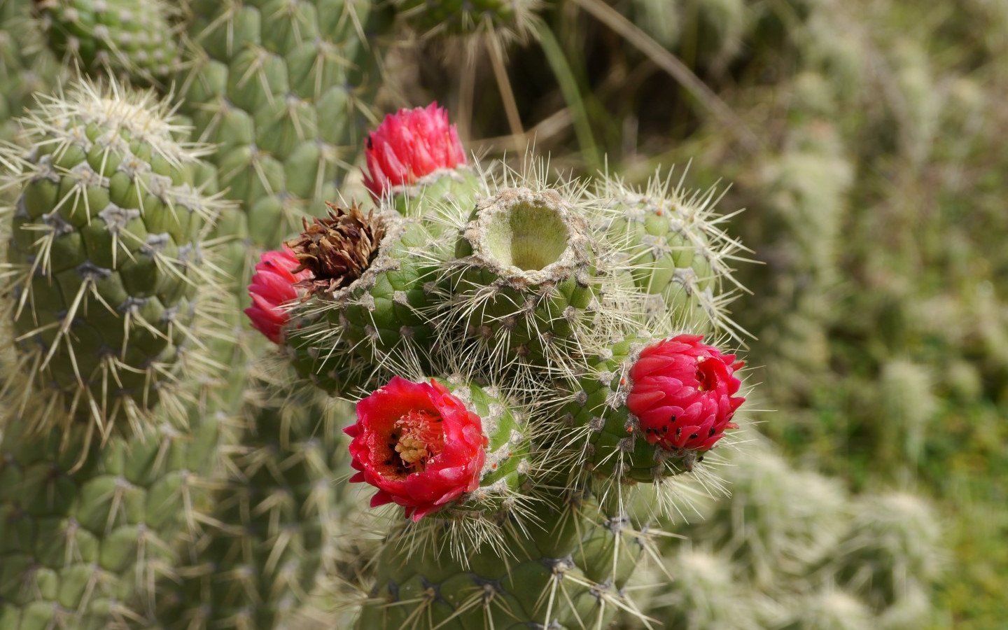 Austrocylindropuntia cylindrica Bakımı