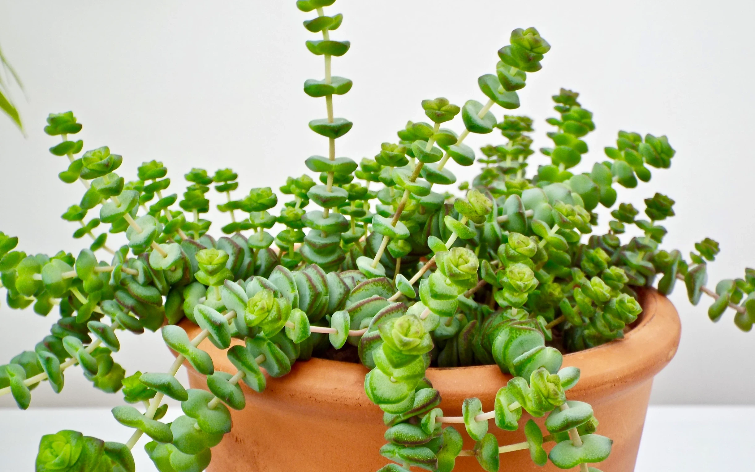 Crassula Marnieriana Bakımı (Tırtıl Sukulent)