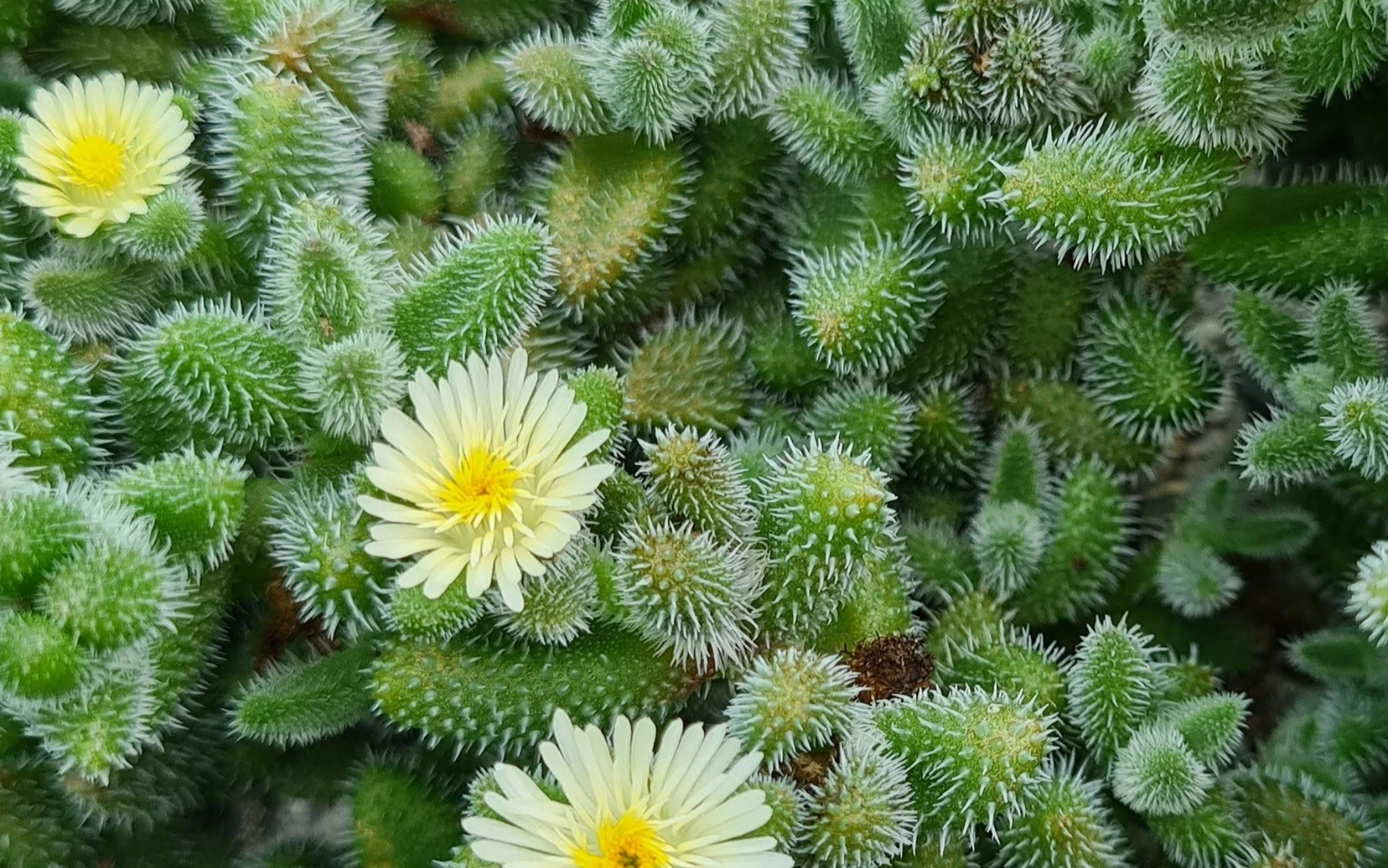 Delosperma Echinatum Bakımı (Turşu Sukulent)