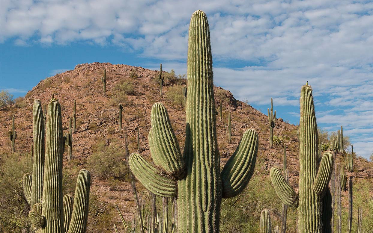Dev Kaktüs: Saguaro