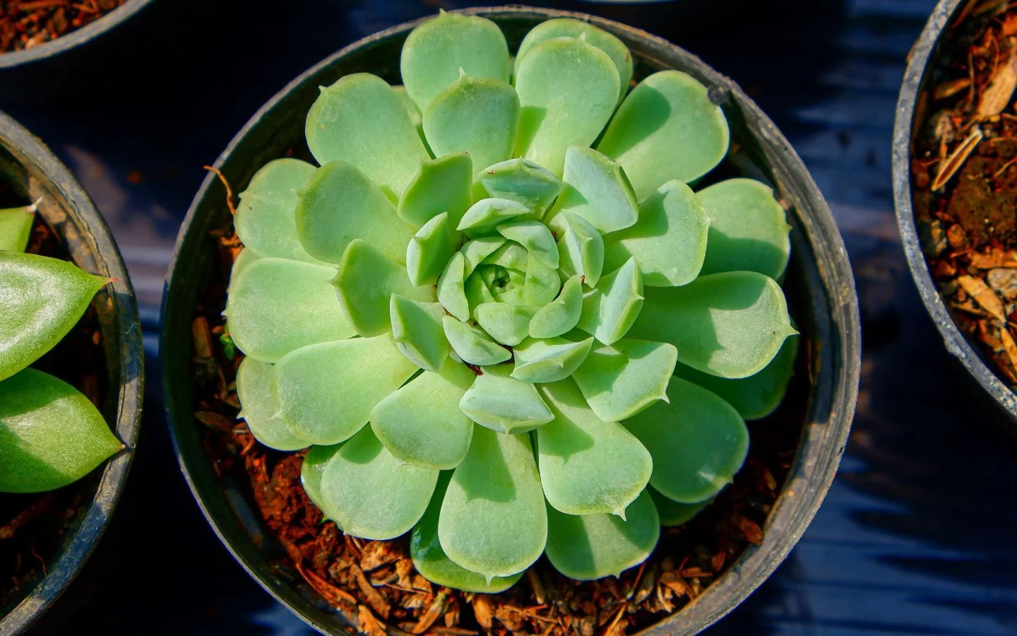 Echeveria Elegans Bakımı