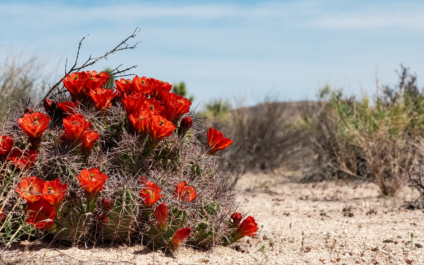 Echinocereus Triglochidiatus Bakımı