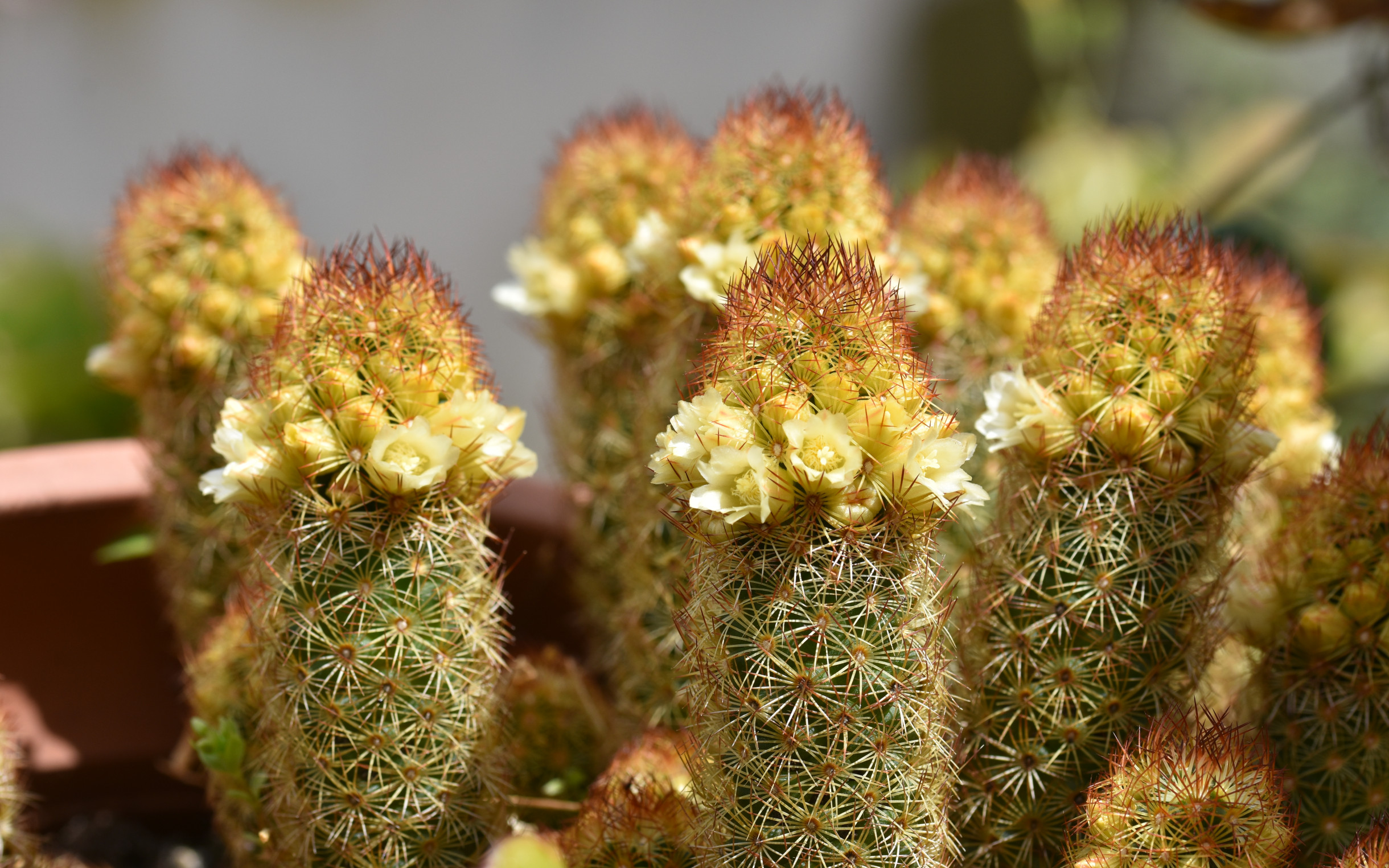 Mammillaria Elongata Bakımı