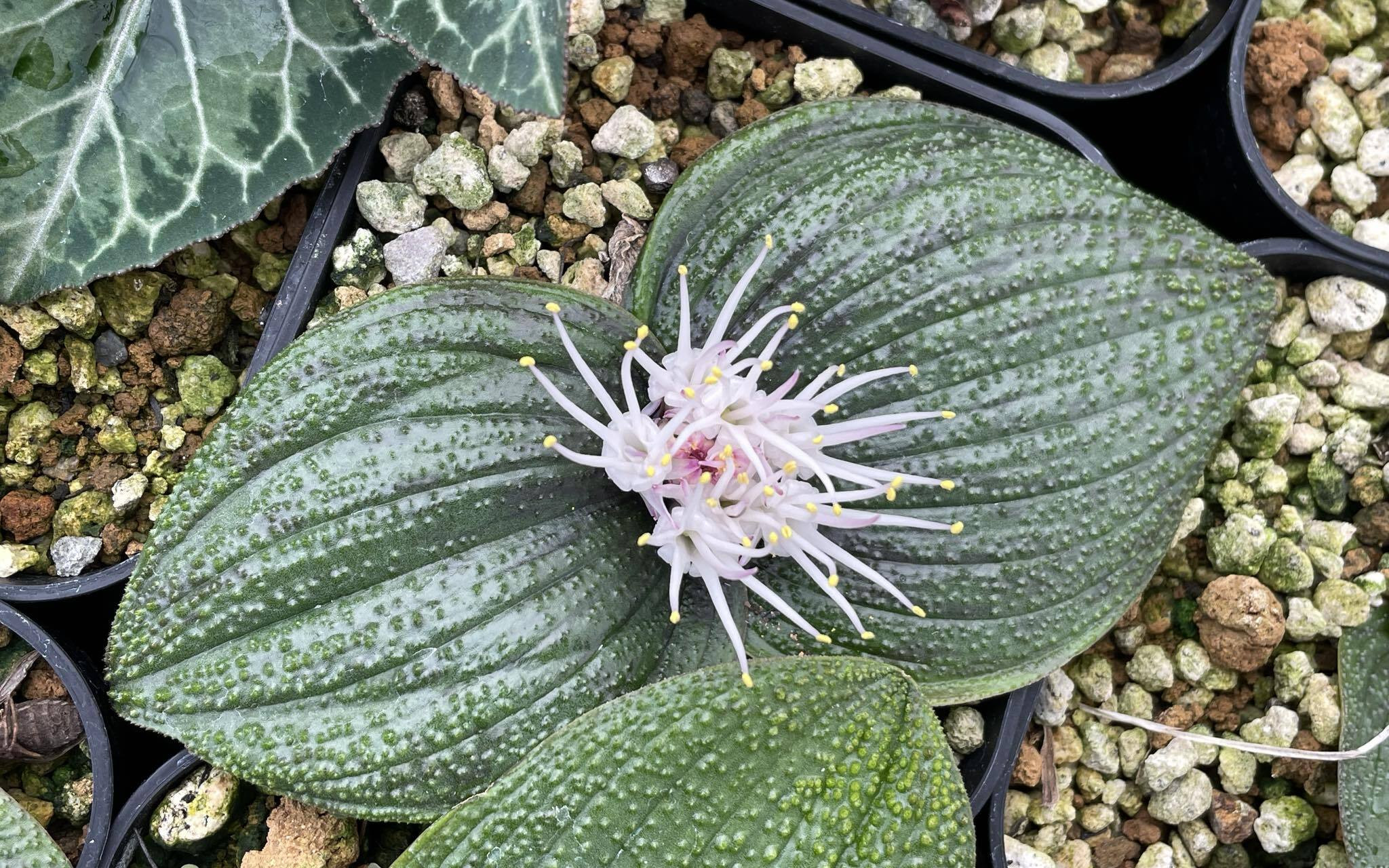 Massonia Bakımı Nasıl Olmalı?